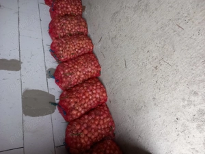 Ceapa mica pentru plantat