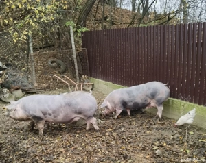 Disponibili porci rasă carne, cu puțină grăsime 
