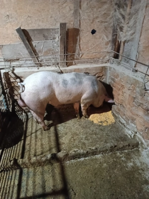 Porci de vânzare  - imagine 2