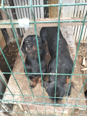 Disponibil tekkel  - imagine 2