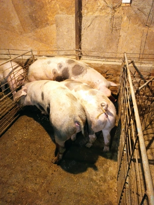 Porci de vânzare  - imagine 3