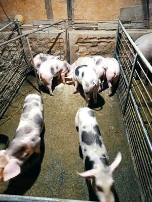 Porci de vânzare  - imagine 4