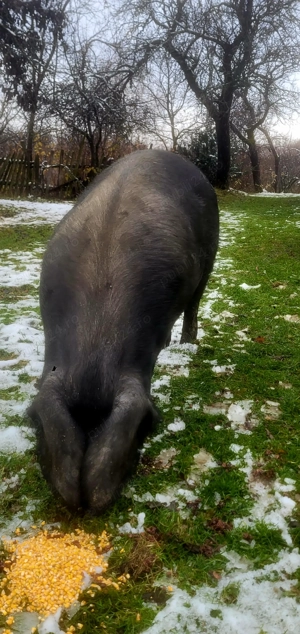 Scroafă Bazna de vanzare crescută în Gospodărie! De Aproximativ 250 kg !   - imagine 2