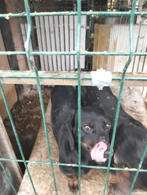 Disponibil tekkel  - imagine 3