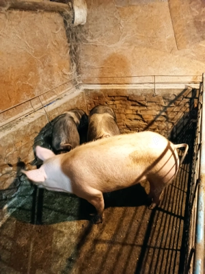 Porci de vânzare  - imagine 6