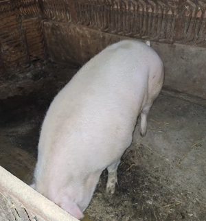 Vând porc  - imagine 3