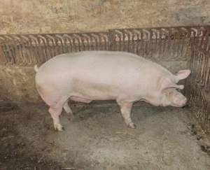 Vând porc  - imagine 2