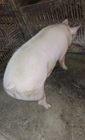 Vând porc  - imagine 4