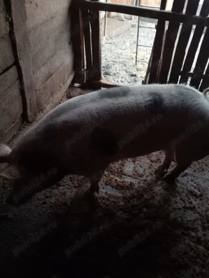 Vând o purcea la alegere se poate vedea in Păușești Otasau  - imagine 2