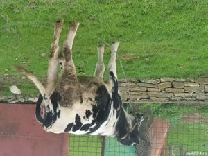 junică de vânzare 1anTulcea cerna