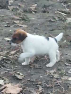 Vand căței Jagdterrier - imagine 2