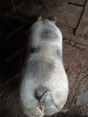 Vând o purcea la alegere se poate vedea in Păușești Otasau 