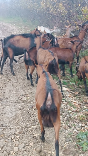 Capre alpina franceza  - imagine 2