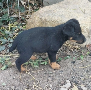 Vand căței Jagdterrier - imagine 4