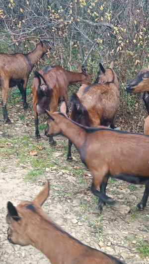 Capre alpina franceza 