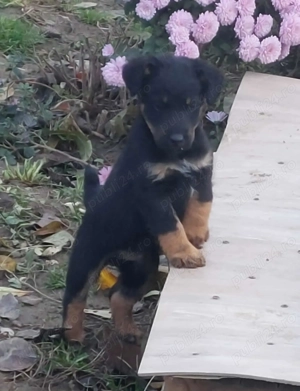 Vand căței Jagdterrier