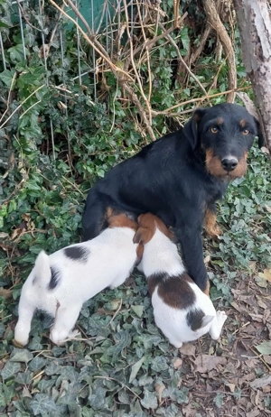 Vand căței Jagdterrier - imagine 3