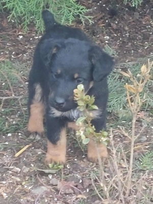 Vand căței Jagdterrier - imagine 5