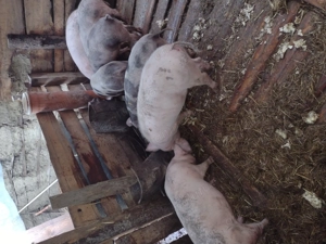 Purcei de carne  - imagine 2