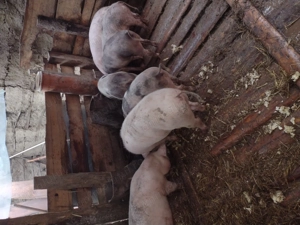 Purcei de carne  - imagine 3