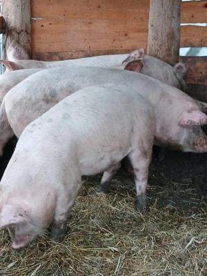 Vând Porci Pentru Sacrficat Din Propria Gospodărie  - imagine 2