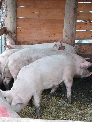 Vând Porci Pentru Sacrficat Din Propria Gospodărie  - imagine 4