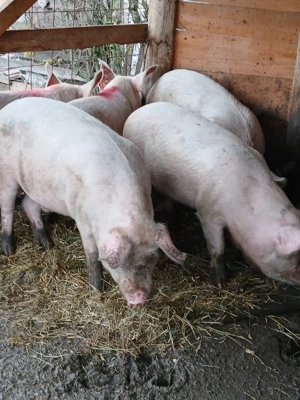 Vând Porci Pentru Sacrficat Din Propria Gospodărie  - imagine 3