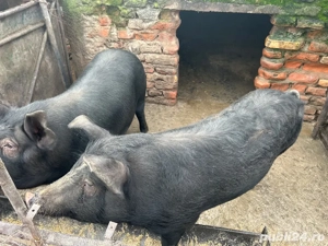 vand porci - imagine 2