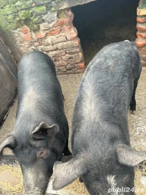 vand porci - imagine 3