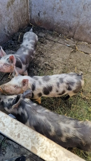 Vand Porc 100-150kg crescut natural la țara, productie priprie