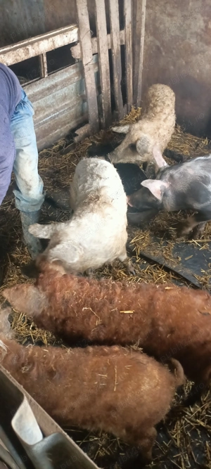 Porci vii  - imagine 3