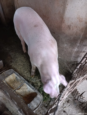 porcii de vânzare  - imagine 2