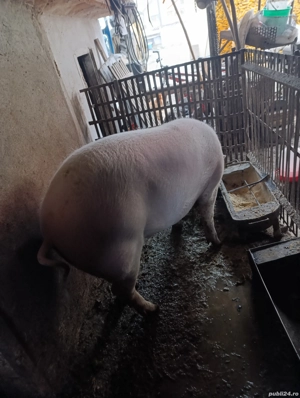 porcii de vânzare  - imagine 3