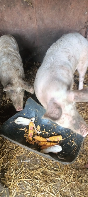 Porci vii  - imagine 2