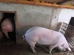 porcii de vânzare  - imagine 4