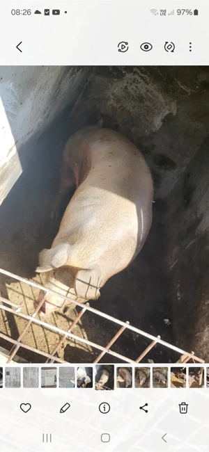 de vânzare  - imagine 2