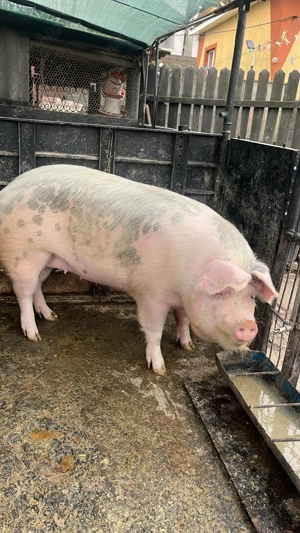 Porc de vânzare (150-170kg)