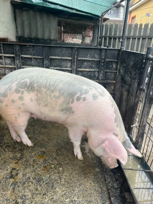 Porc de vânzare (150-170kg) - imagine 2