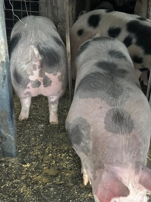 Porci pietrain - imagine 5