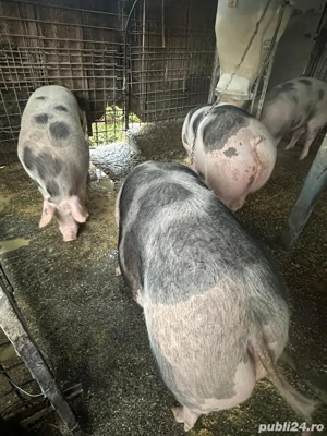 Porci pietrain - imagine 2