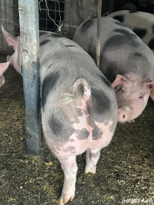 Porci pietrain - imagine 4