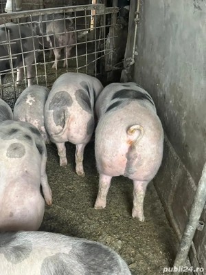 Porci pietrain - imagine 3