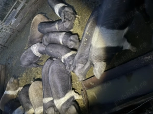 Porci pentru sacrificat sau reproductie BAZNA 