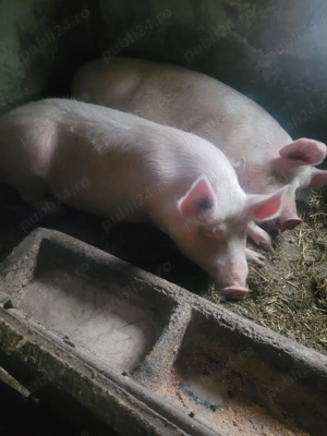 Vand porci 100-200 kg - imagine 2