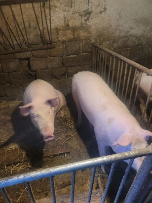 Vand porci 100-200 kg - imagine 3