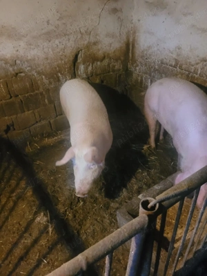 Vand porci 100-200 kg - imagine 4