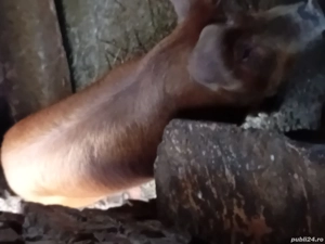 vand 2 grasune 80 k bucata duric 