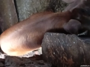 vand 2 grasune 80 k bucata duric  - imagine 3