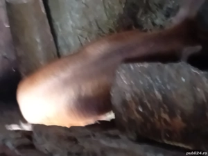 vand 2 grasune 80 k bucata duric  - imagine 5