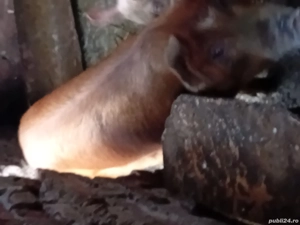 vand 2 grasune 80 k bucata duric  - imagine 4